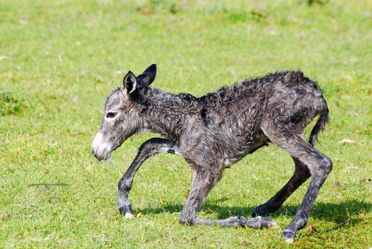Just born little donkey first step