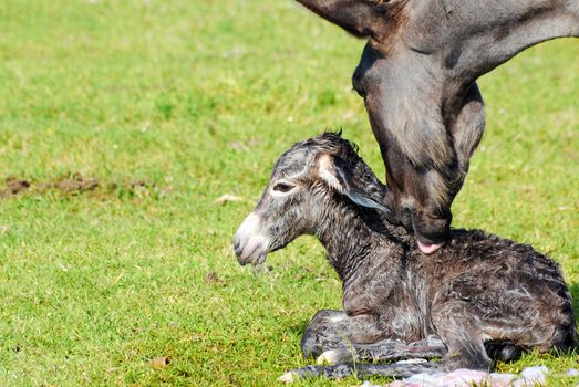 Just born little donkey on meadow