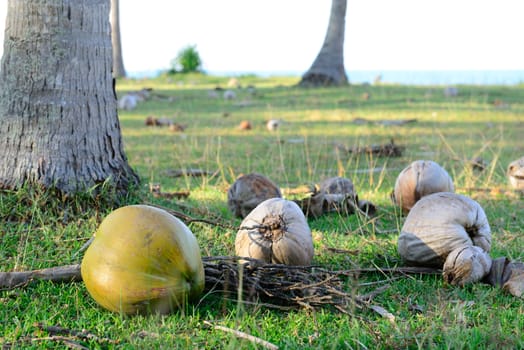 Falling coconuts is under the coconut tree and on the grass next to the beach