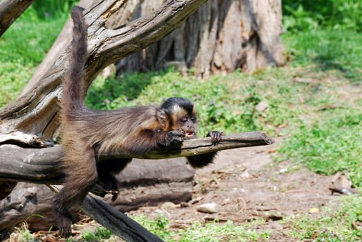 Monkey lying on the branch and rest