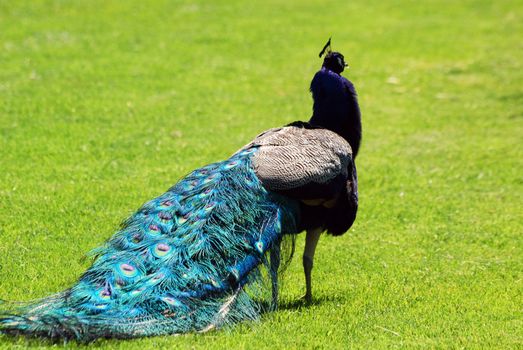 Backside of peacock with colorful feathers tail