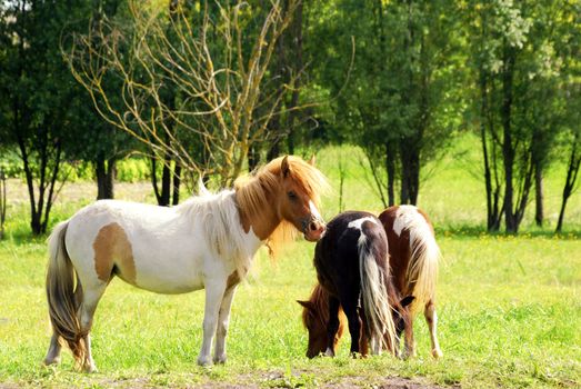 Rural farm scene with pony horse on pasture