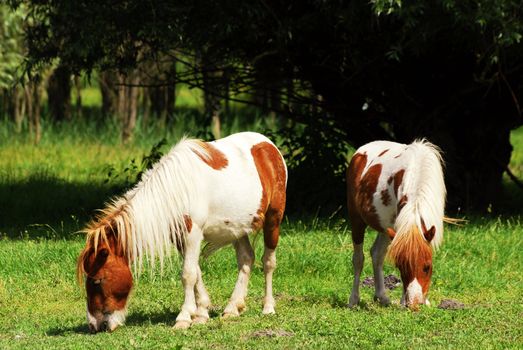 Rural farm scene with pony horses on pasture