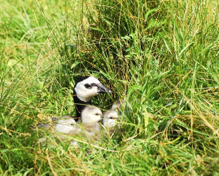 Wild goose sitting in the nest
