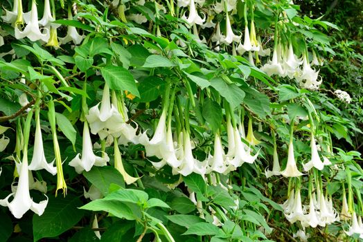 Angel’s trumpet or Brugmansia is a genus of seven species of flowering plants in the family Solanaceae native to tropical South America.