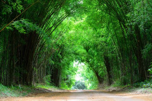 The high bamboo both side of the road bend to cover the clay road.