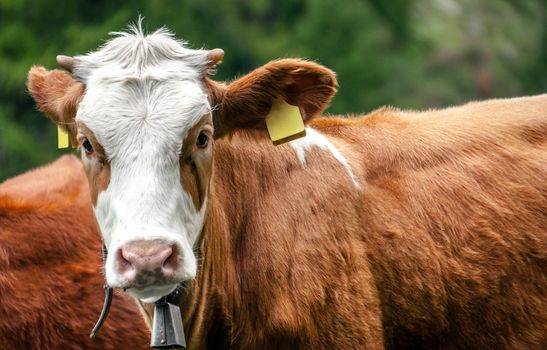 Cow looking into camera, in a alpine pasture