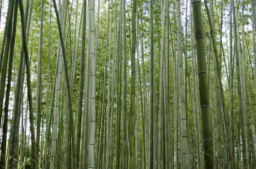 Green bamboo forest seen from the side in Arashiyama, Japan