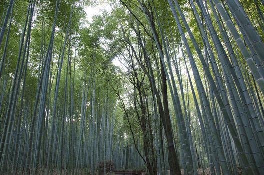 Green bamboo forest seen from the side in Arashiyama, Japan