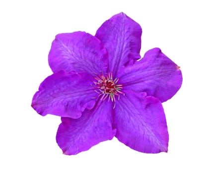 Flower of clematis with some foliage isolated on white