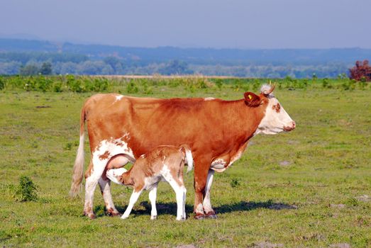 Calf feeding with milk from cow on pasture
