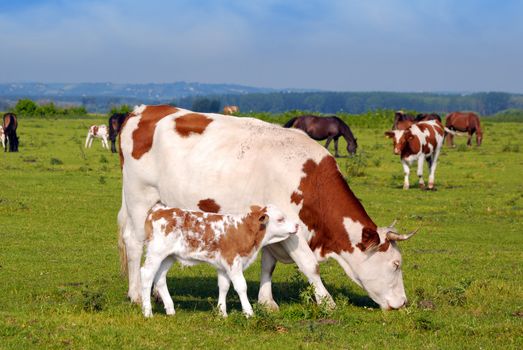 Cow and little calf on pasture