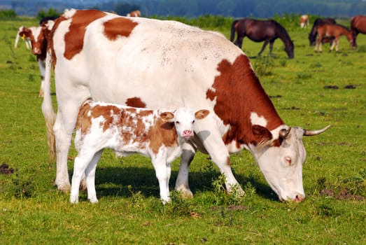 Cow with little calf on pasture
