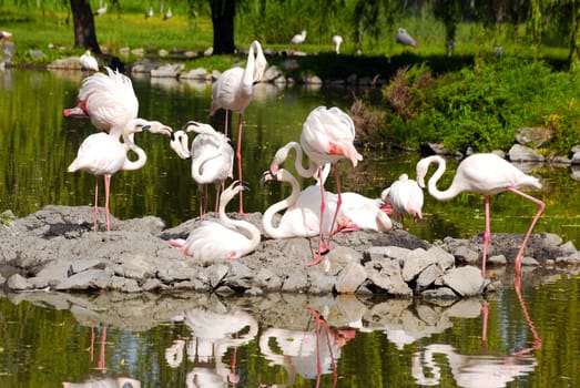 Nature wildlife scene with flamingos on water