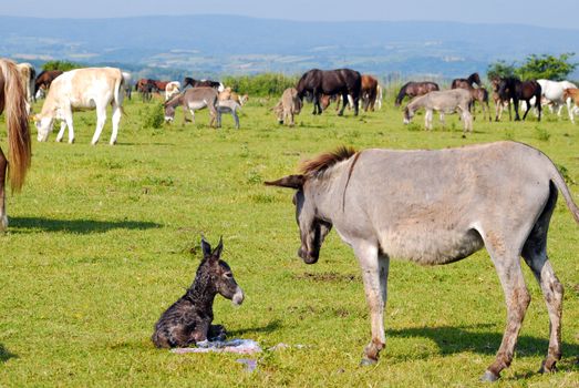 Just born little donkey with jenny on pasture