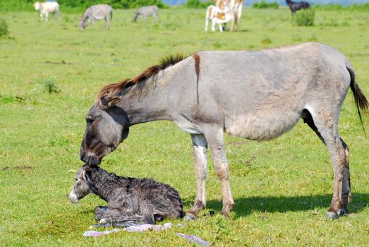 Just born little donkey lying on pasture
