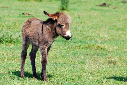 Grey little donkey on pasture