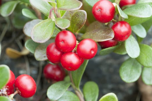 Bearberry (Arctostaphylos) in mature form