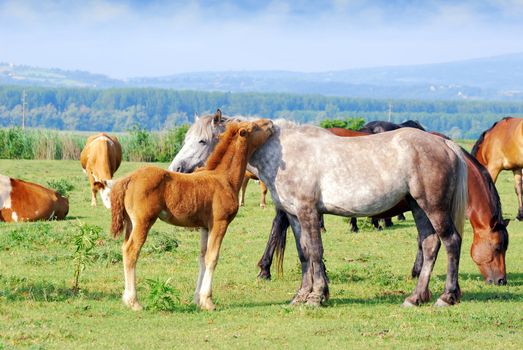 White horse mare with foal