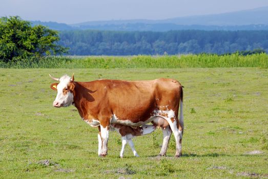 Cow feeding with milk little calf