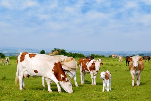 Cows and calf on pasture