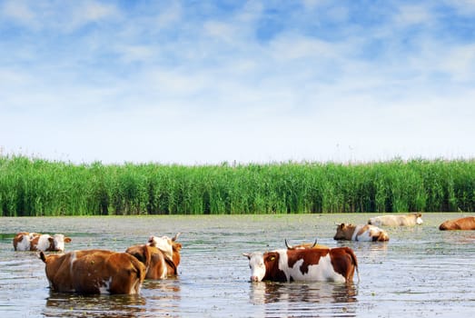 Farm scene with cows on watering place