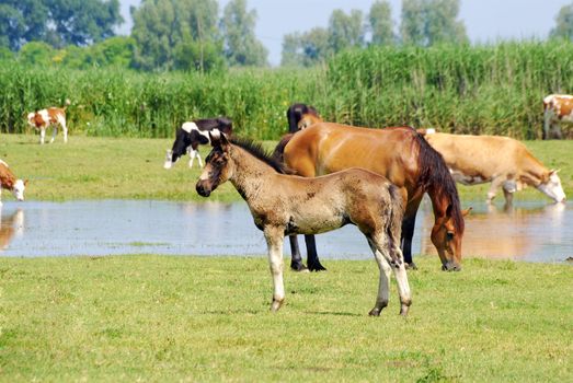 Foals horses and cows on pasture