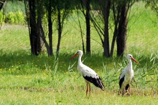 Nature scene with two storks