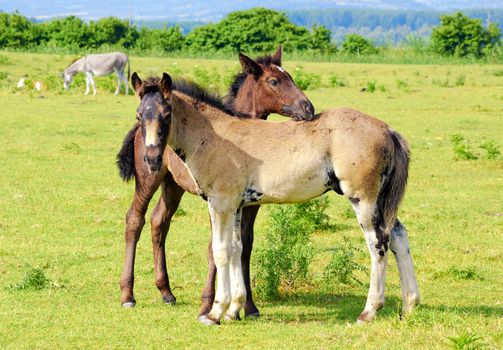 Two horse foals on pasture