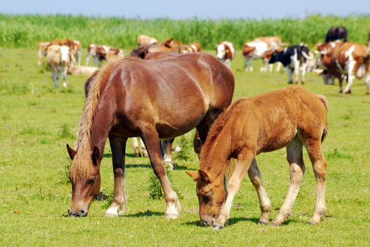 Brown horse mare and foal on pasture