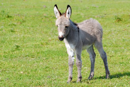 Little gray donkey on pasture