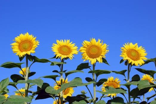 Bright yellow sunflowers with blue sky behind