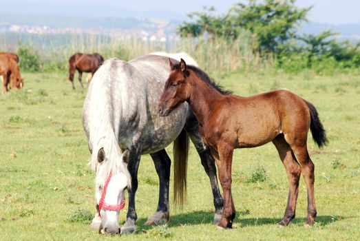 White horse mare and brown foal on pasture