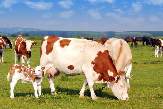 Farm scene with cows on pasture
