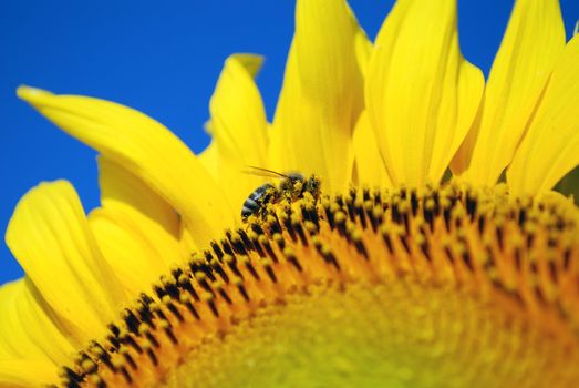 Nature scene with honeybee covered with sunflower pollen
