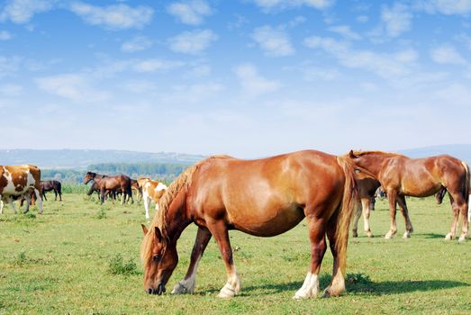 Meadow with horse on pasture