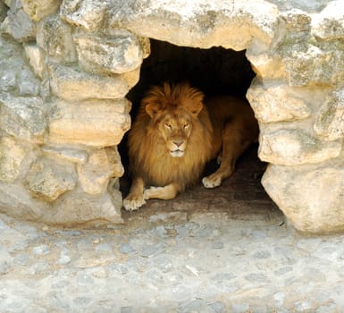 Lion lying in the cave