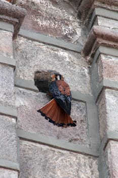 A small American Kestrel perched on the side of a building in Cotacachi, Ecuador