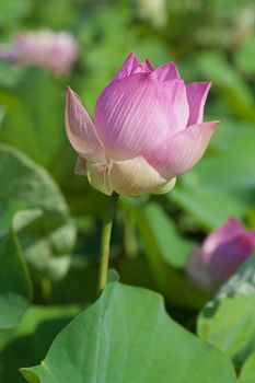 The lotus flowers
