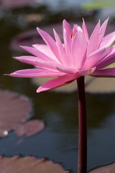 Blooming lotus flower