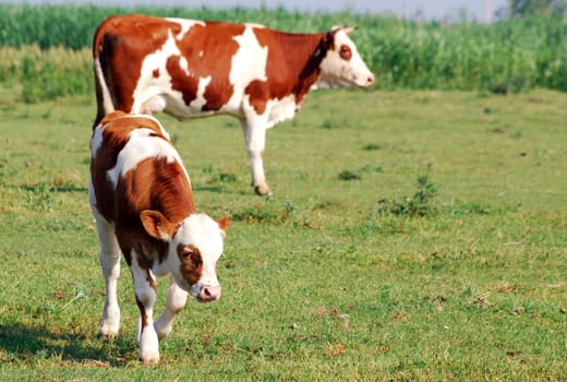 Brown and white calf and cow on pasture