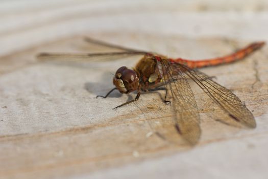 A Common Darter Dragonfly (Sympetrum striolatum) at rest