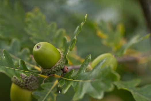 An acorn on an Oak Tree
