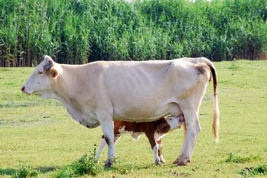 Newborn calf feeding with milk nature scene