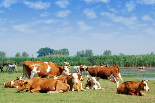 White and brown cows on pasture nature scene