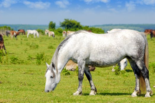 Nature scene with white horse on pasture