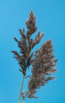 Grass in seed against a blue background