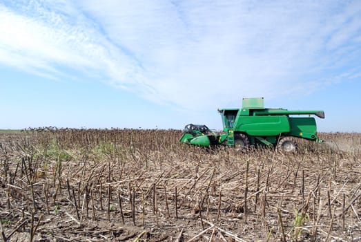 Green combine on sunflower harvest