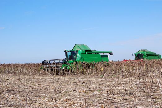 Sunflower harvest with two combine