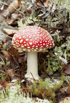 One  beautiful fly agaric (Amanita muscaria)  are found in wood